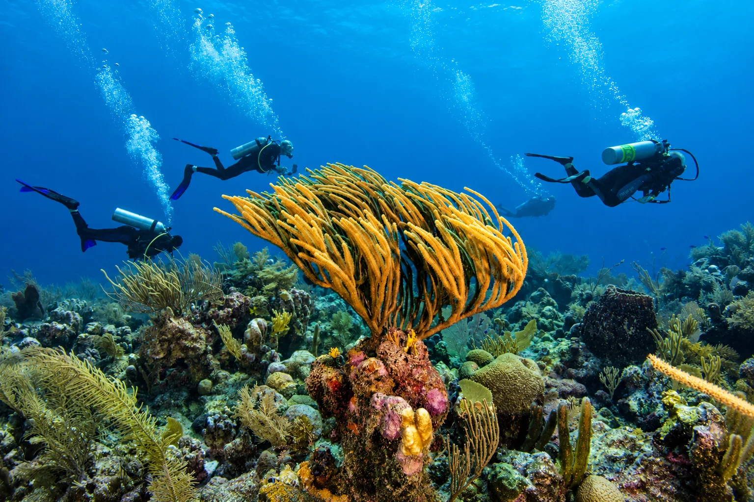 Divers swimming beside golden soft corals