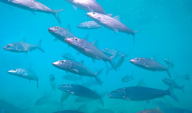 School of fish — Isla Marisol Resort, Belize