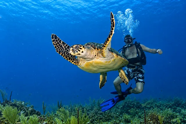 Sea turtle swimming near a scuba diver