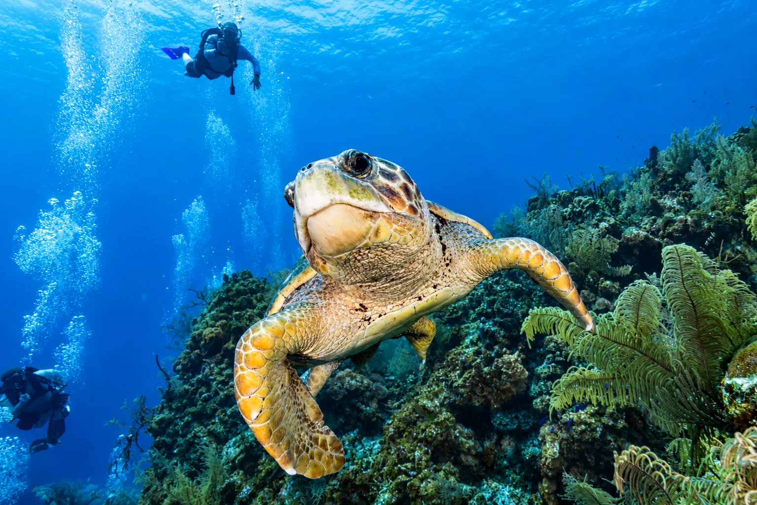 Explore the reef responsibly