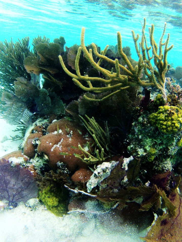 Snorkeling Glover's Reef