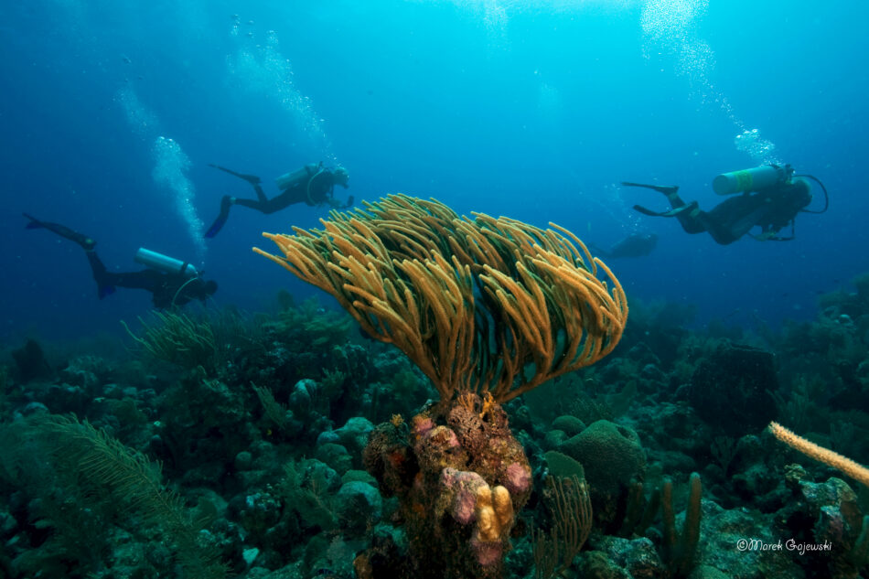 Glover’s Reef Atoll