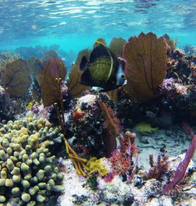 1977452_10152094784648380_653450786_n